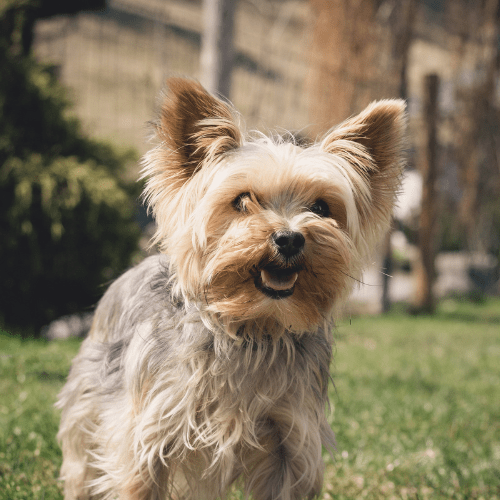 petit chien yorkshire - trouver une piscine pour chien adaptée à sa taille