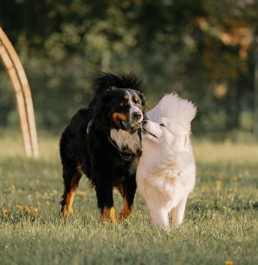 profil de chiens sociables jouent ensemble pendant les vacances
