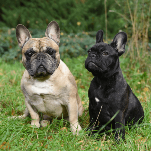 deux chiens bouledogues français peuvent rentrer dans une remorque vélo