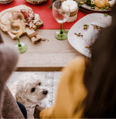 chien au restaurant en Camargue pour découvrir la gastronomie et les spécialités culinaires