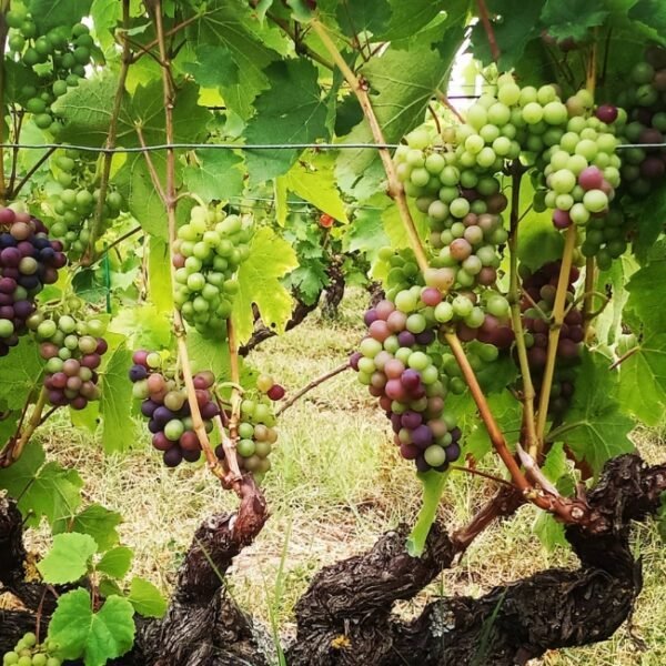 Vignes du Vignoble Domaine Thierry et Tanguy Cosme à Noizay en Indre-et-Loire en Centre-Val de Loire