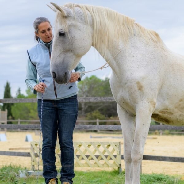 Cheval à Le Nid de l'Étrier des Cabanelles à Valflaunès dans l’Hérault en Occitanie
