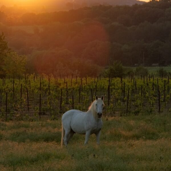 Cheval à Le Nid de l'Étrier des Cabanelles à Valflaunès dans l’Hérault en Occitanie