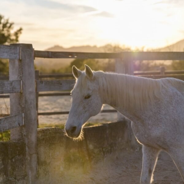 Cheval à Le Nid de l'Étrier des Cabanelles à Valflaunès dans l’Hérault en Occitanie