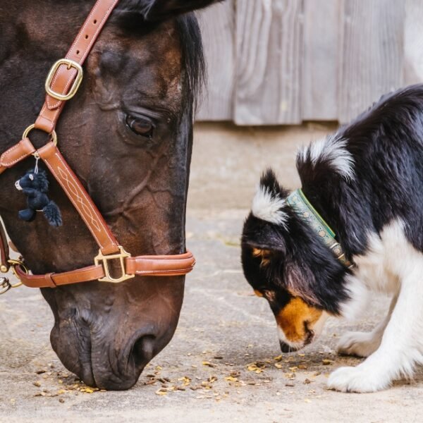 Chiens acceptés à Le Nid de l'Étrier des Cabanelles à Valflaunès dans l’Hérault en Occitanie