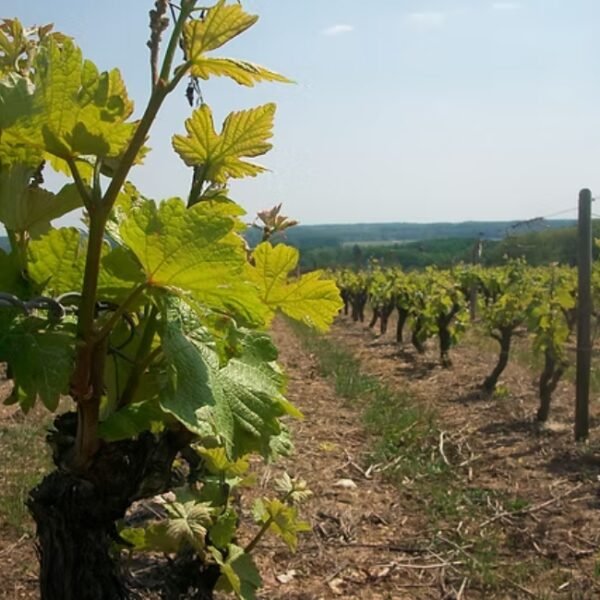 Vignoble chez Domaine Thierry Cosme à Noizay en Indre-et-Loire en Centre-Val de Loire