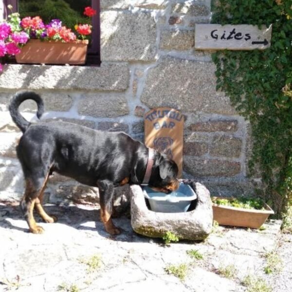 Chiens acceptés chez Le Domaine de Lesvaniel à Landudec dans le Finistère en Bretagne