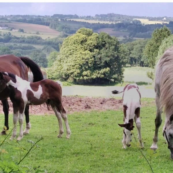 Chevaux chez Le Domaine de Lesvaniel à Landudec dans le Finistère en Bretagne
