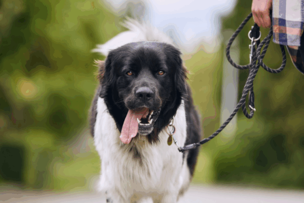 Assurance animaux : 5 situations inattendues où elle peut vraiment sauver la mise