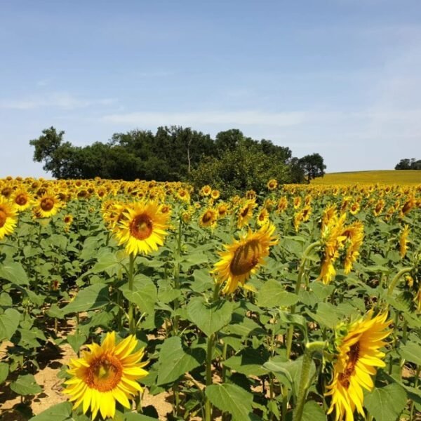 Champ de tournesols proche du Gîte En Françaison dans le Gers proche d'Auch en Occitanie dans le Sud de France