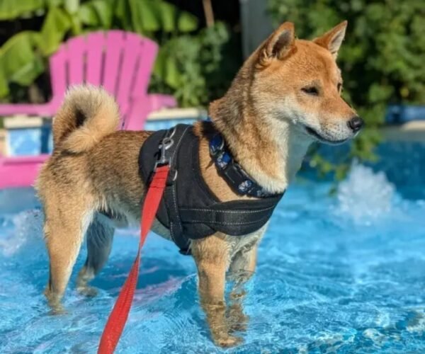 Chambres d’Hôtes Les Tournesols en Beaujolais