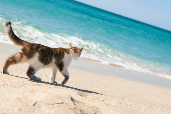 Chats et vacances : 3 profils de matous et leurs besoins pour des vacances zen