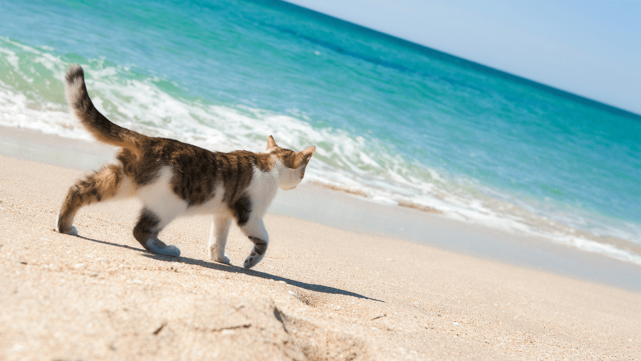 Chats et vacances : 3 profils de matous et leurs besoins pour des vacances zen