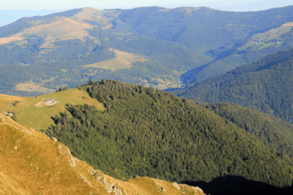 Explorer la Vallée de Munster avec son chien dans les Vosges
