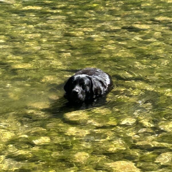 Chien qui se baigne à la base nautique de Pirates Canoé dans les Gorges de l'Ardèche près de Vallon Pont D'arc