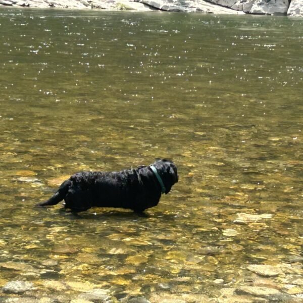 Chien qui se baigne à la base nautique de Pirates Canoé dans les Gorges de l'Ardèche près de Vallon Pont D'arc