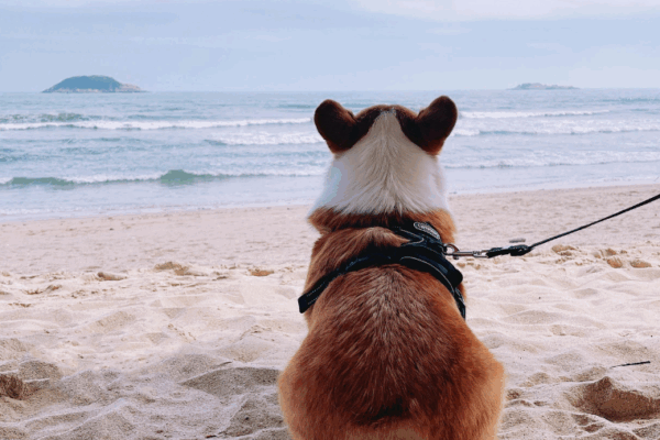La Tranche-sur-Mer avec son chien : plages, balades et bonnes adresses