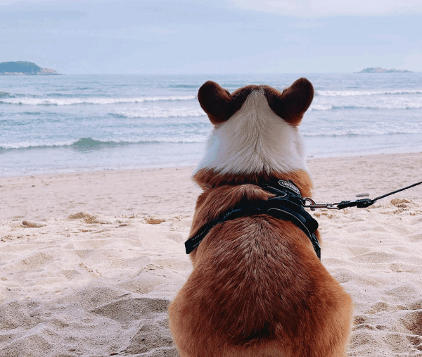 Un chien sur une plage de Vendée.