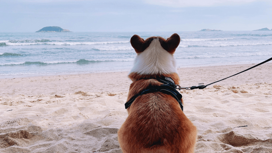 La Tranche-sur-Mer avec son chien : plages, balades et bonnes adresses