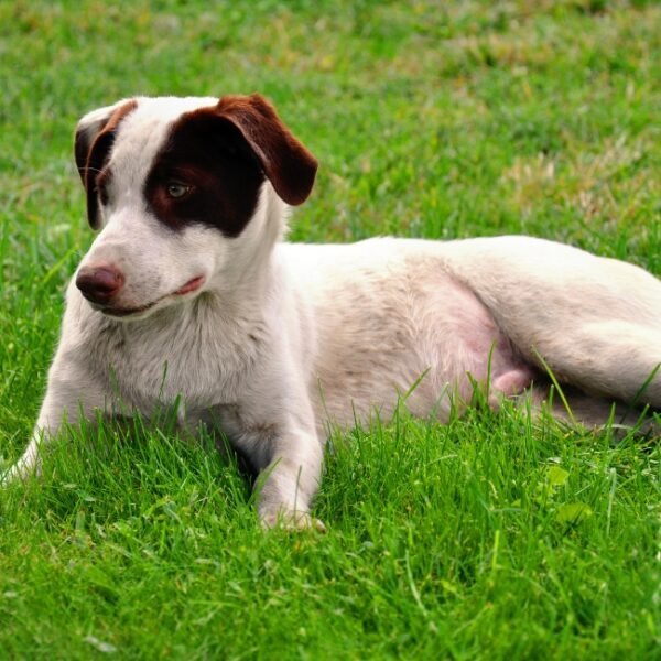 Chien dans le Grand jardin clos, chez Les Insolites de la Baie, Camping insolite en Normandie près de Le Tréport et Mers les Bains en Baie de Somme