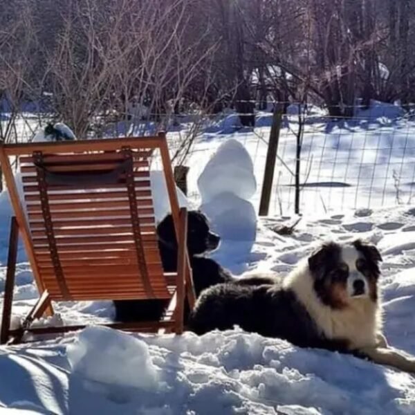 Chiens acceptés à La Bergerie du Sancy-Volcans à 4 Pattes en Picherande à Puy-de-Dôme en Auvergne-Rhône-Alpes
