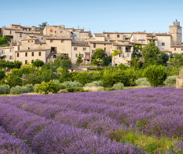 Une vue sur un champ de lavandes dans le Pays de Fayence en Provence.
