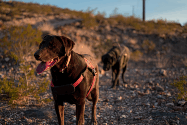 Marne et Gondoire : une destination nature à découvrir avec votre chien