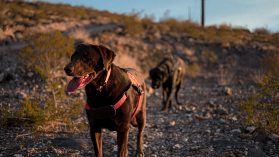 Marne et Gondoire : une destination nature à découvrir avec votre chien