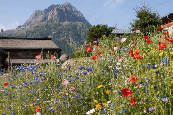 Môle & Brasses Tourisme en Haute-Savoie : un paradis alpin pour vous et votre chien
