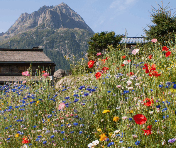 Une vue sur un champ de fleurs et des montagnes en Haute-Savoie.
