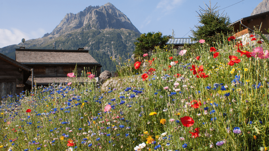Môle & Brasses Tourisme en Haute-Savoie : un paradis alpin pour vous et votre chien