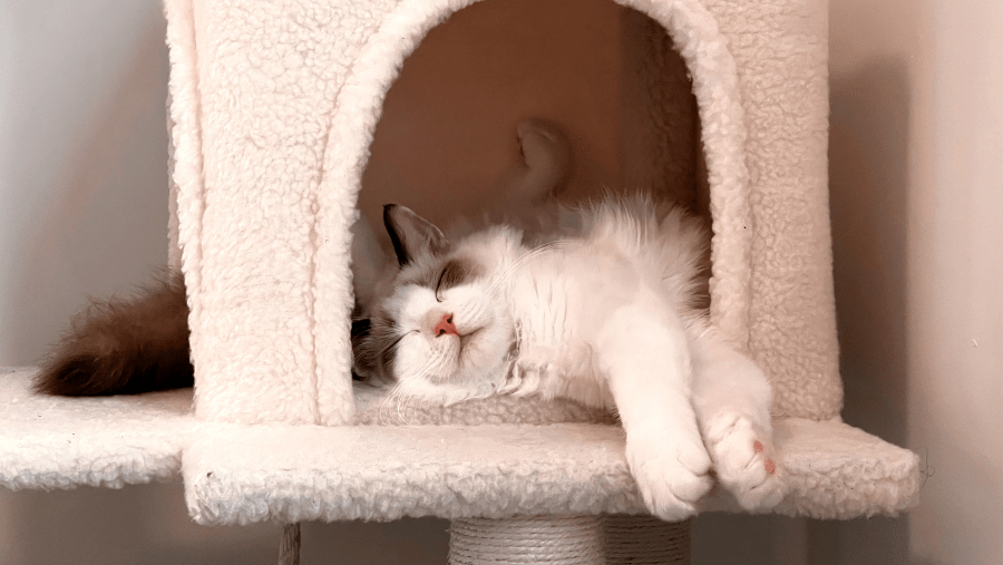 Un chat qui dort en vacances.