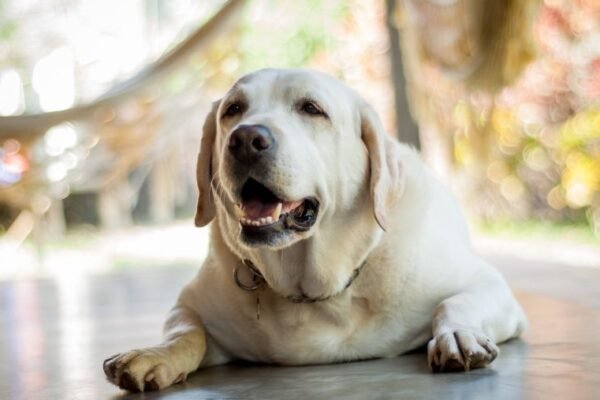 Obésité canine : identifier les causes et éviter la prise de poids