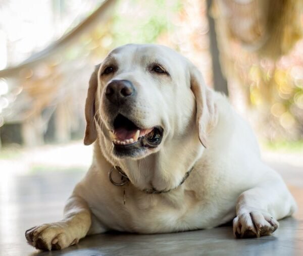chien obèse