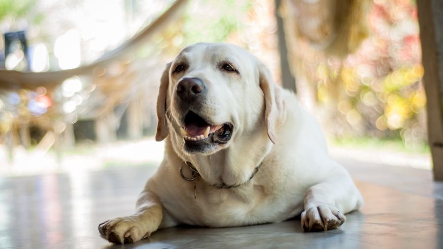 Obésité canine : identifier les causes et éviter la prise de poids