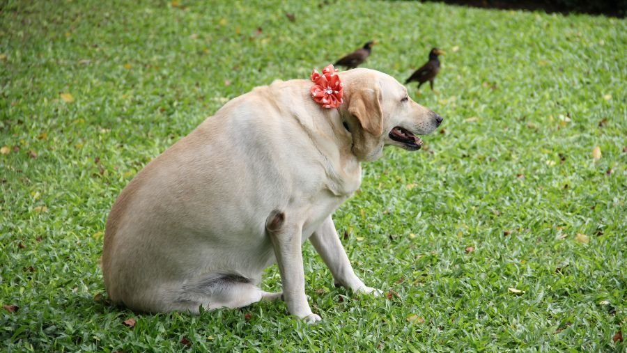 chien trop gros