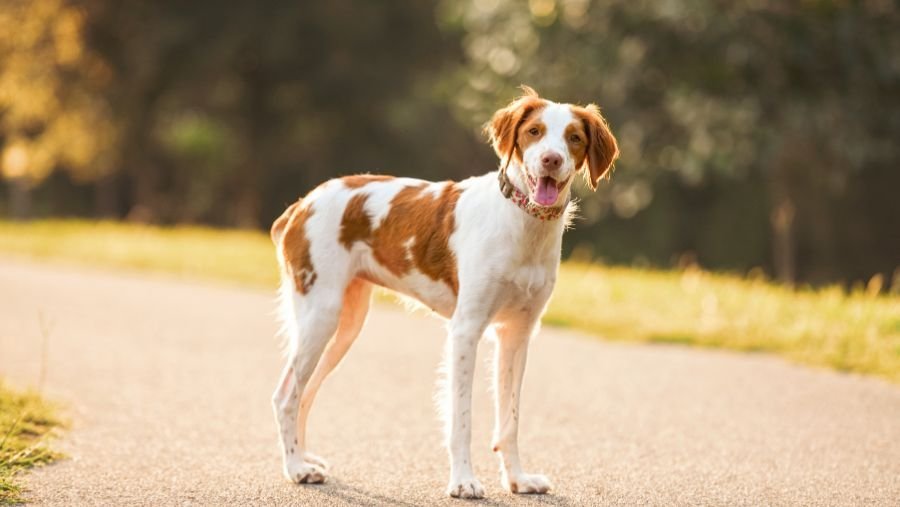 chien heureux camping