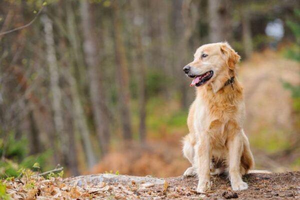 Vendôme : une destination accessible aux chiens au cœur du Loir-et-Cher