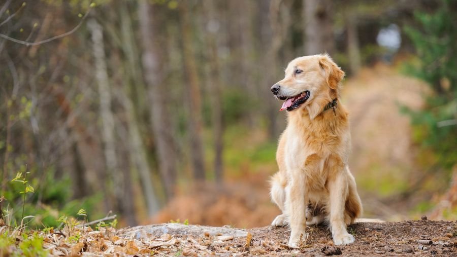 Vendôme : une destination accessible aux chiens au cœur du Loir-et-Cher