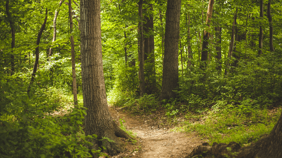 Un sentier accessible aux chiens dans une forêt à Vendôme dans le Loir-et-Cher
