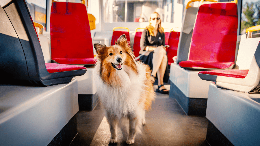 Un chien dans un train pour voyager entre l'Espagne et la France.