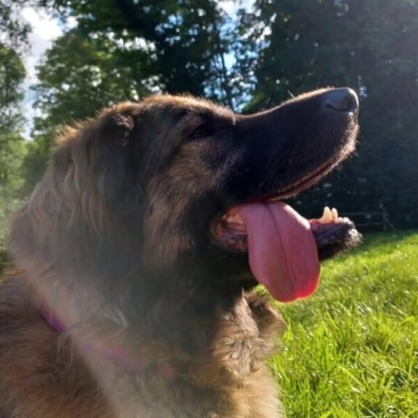 Chiens acceptés chez Gite d'Artéa à Vosges dans le Vittel dans le Grand Est