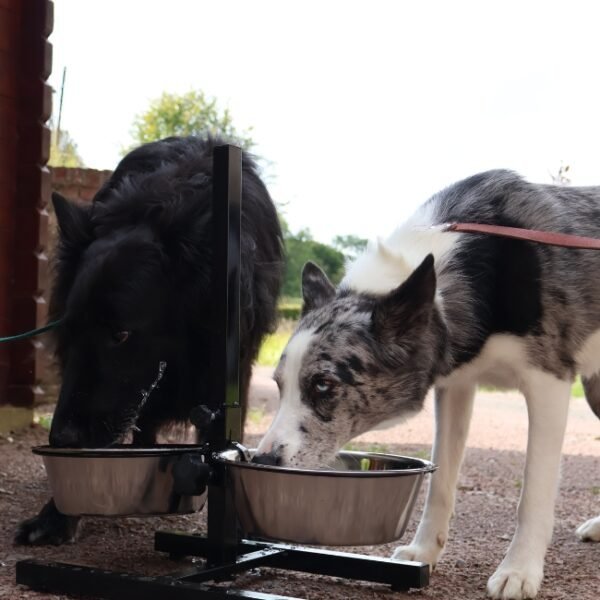 Chiens acceptés à la Citadelle de Doullens près d'Amiens dans la Somme dans les Hauts-de-France