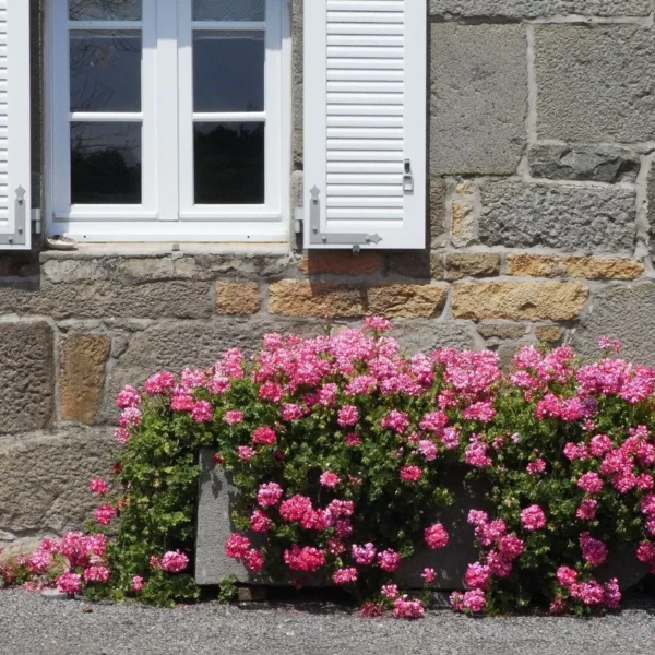 Extérieurs fleuris au Gîte Ty Bras en Bretagne dans le Finistère proche des plages