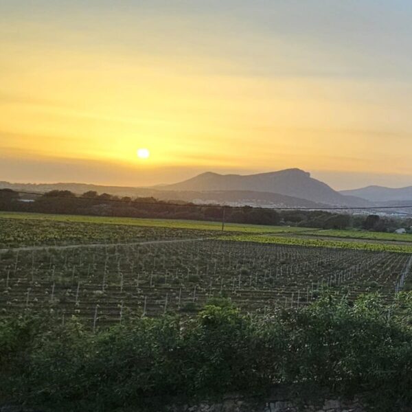Vignoble du Gîte Le Platane à Cuers dans le Var en Provence