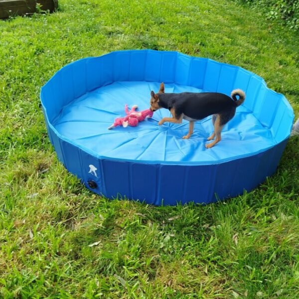 chien qui joue dans sa piscine dans le jardin du Gîte Entre Terre et Mer dans les Landes près du Pays Basque à Oeyregave