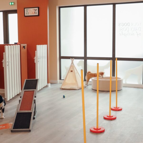 Jeux pour chiens à la Pension Canine Dog Daycare: Garderie Chiens près de Disneyland Paris en Seine et Marne