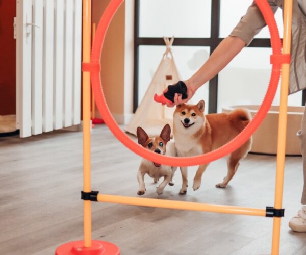 Pension Canine Dog Daycare