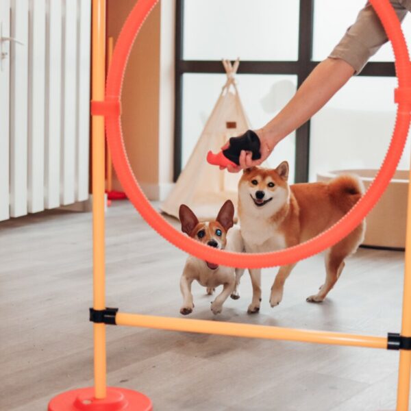 Jeux pour chiens à la Pension Canine Dog Daycare: Garderie Chiens près de Disneyland Paris en Seine et Marne