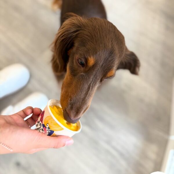 Glace pour chiens à la Pension Canine Dog Daycare: Garderie Chiens près de Disneyland Paris en Seine et Marne